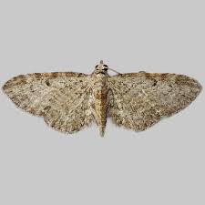 Image result for Eupithecia tenuiata