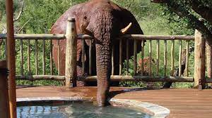 Maybe you would like to learn more about one of these? Cheeky Elephant Drinks Water From Luxury Swimming Pool Youtube
