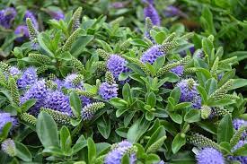 This tall shrub has white flowers in the spring followed by sweet blue purple berries in the fall. Flowers Plants Foliage Green Purple Flowers Pretty Shrub Decoration Garden Flower Flowering Plant Pxfuel
