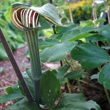 Image result for Arisaema