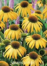 The flowers are aromatic and if planted in a warm sunny spot, the shrub will be covered with butterflies feeding on it. 15 Best Michigan Plants That Attract Butterflies Ideas Plants That Attract Butterflies Plants Plant Species