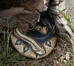 This is my process of sketching and painting a diamond back rattle snake head. Costa Rican Rattlesnake Hand Painted Rock Stone By Amylenore 85 00 Hand Painted Rocks Painted Rocks Stone Painting