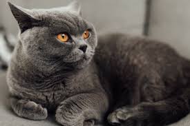 Cutest Cat Breeds Cat Breeds Cute Cat Breeds British Shorthair Cats