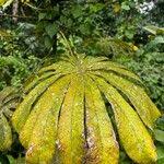 Image result for Musanga