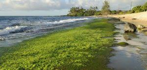 بحث عن الطحالب المرسال