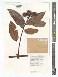 Image result for Landolphia owariensis