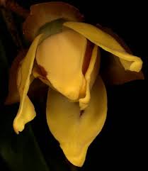 Image result for Uvariastrum germainii