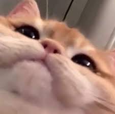 Arka Kamerayi Acmam Gereken Yerde On Kamera Acilmistir Ve Ben Bu Durumu Bende Baska Yasayan Em 2020 Fotos De Animais Engracados Fotos De Animais Fofinhos Gatos Legais