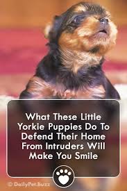 Check spelling or type a new query. What These Little Yorkie Puppies Do To Defend Their Home From Intruders Will Make You Smile Cute Dogs Dogvideos Pets Puppies Puppyvideos Video Animals Animalvideos Yorkies Via Dailypetbuzz Trending