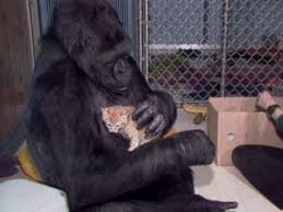 Raised by pokémon, he is a human boy who believes he too is a pokémon. Koko The Famous Gorilla Who Learned Sign Language To Be Laid To Rest At Animal Sanctuary Abc News
