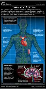 Diagram Of The Human Lymphatic System Infographic Live