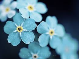 May 22, 2020 · blue colour flowers are one of the rarest flowers found in the world. 60 Beautiful Flowers Wallpapers Wallpapers Wednesday Hongkiat Desktop Background