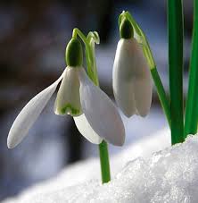 Looking Ahead to the First Flowers of Spring in Addison County