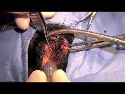 Image result for eyeball enucleation cattle