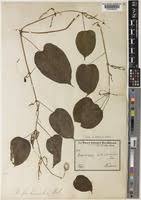 Image result for Dioscorea praehensilis