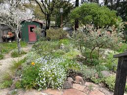 Image result for Dicliptera maculata