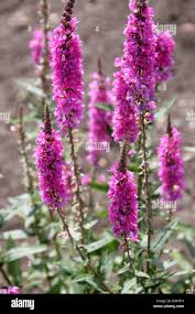 Image result for Lythraceae