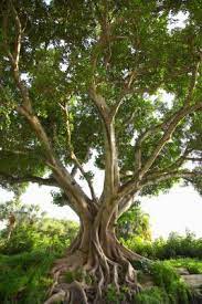 We did not find results for: Are Ficus Tree Roots Easy To Dig Up