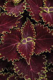 Image result for Coleus sylvestris