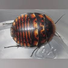 Image result for Polystachya bifida