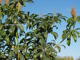 Image result for Pieris japonský bonfire obrázek