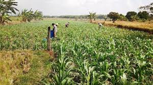 Syarat dalam budidaya tanaman jagung secara lengkap. Pakai Pupuk Organik Petani Jagung Bambanglipuro Panen Melimpah Tribun Jogja