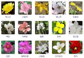 꽃의종류에 대한 이미지 검색결과