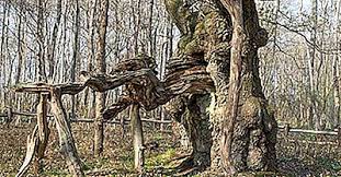 Da har jeg laget tre høye buketter med tre solsikker og tre buplerum. Hva Og Hvor Er Kongeegen The King Oak 2021