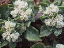 Image result for Guilleminea densa