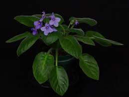 Image result for Saintpauliopsis lebrunii