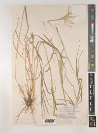 Image result for Dichanthium annulatum