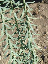 Image result for Linum