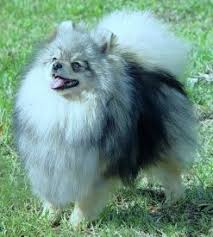 Pomeranian Breeding Color Chart Goldenacresdogs Com