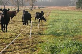Strip Grazing Stockpiled Forages Graze Livestock Shelter Grazing Management