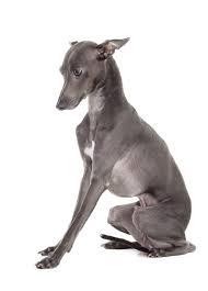 Best greyhound daily follow turn on post notifications worldwide shipping. Italian Greyhound Hunde Informationen Zu Den Bienenarten Omlet