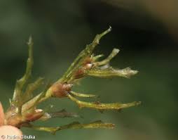 Image result for Najas marina