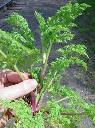 Image result for Buchnera keilii