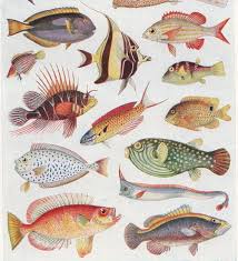 Tropical Fish Nice Variety Of Body Shapes And Patterns Fish Illustration Fish Art Art