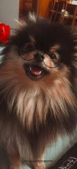 pin by ummugulsum yavas on bts cute baby animals bts dogs cute animals