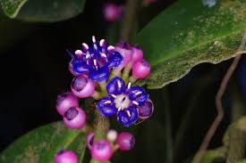 Image result for Memecylon torrei