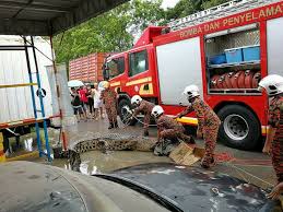 Bomba akan tampil saat final orientasi. Ini 13 Fakta Anggota Bomba Dan Penyelamat Yang Tidak Didedahkan