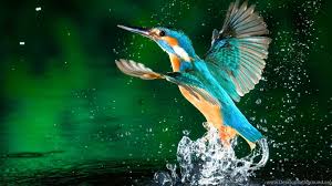 One site with wallpapers at high resolutions (uhd 5k, ultra hd 4k 3840x2160, full hd 1920x1080) for phones and desktop. Hd Wallpapers 1080p Hd Pc Backgrounds 1080p Desktop Background