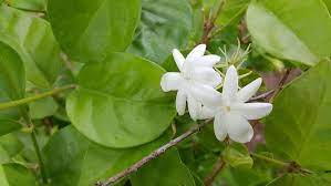Bunga melati merupakan bunga yang lekat oleh tradisi indonesia. Ciri Khusus Bunga Melati Yang Punya Aroma Semerbak