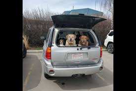 Bibby Home Wellness Vet: Service On-Site