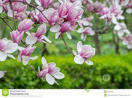 They retain their green color for several weeks before turning to cream and then to white. Magnolia Soulangeana Saucer Magnolia Tree Stock Image Image Of Tree Blossom 54030427