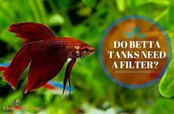 To thrive, betta needs clean water just like any other fish. Do Betta Fish Need A Filter Betta Fish World