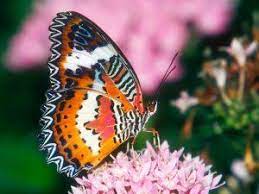 Las Patas De Una Mariposa Sobre Las Pequenas Flores Rosas 42279 Imagenes De Mariposas Mariposas Bonitas Papel Pintado De Mariposa