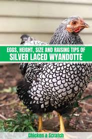 Other than that, it's unclear why the name wyandotte was chosen for this particular breed of chicken. Silver Laced Wyandotte Eggs Height Size And Raising Tips