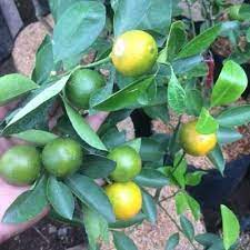 Herbal satu ini bisa dibilang unik, sebab menggunakan nama jati yang akan menggiring kamu dengan tumbuhan jati yang adalah salah satu tanaman tetapi rupanya jati cina bahkan tidak berkaitan dekat dengan tumbuhan jati biasa. Tanaman Buah Jeruk Lemon Cui Samudrabibit Com