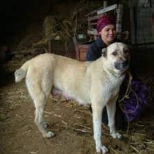 The kangal dog has the strength, the speed and the courage to intercept and confront threats to the flocks of sheep and goats that it guards in both turkey and the new world. A Turkish Kangal Karabash Shepherd Bitch In A Village Near Ashkhabad Download Scientific Diagram